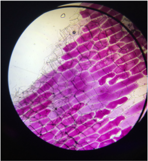 lab report plasmolysis about onion cell
